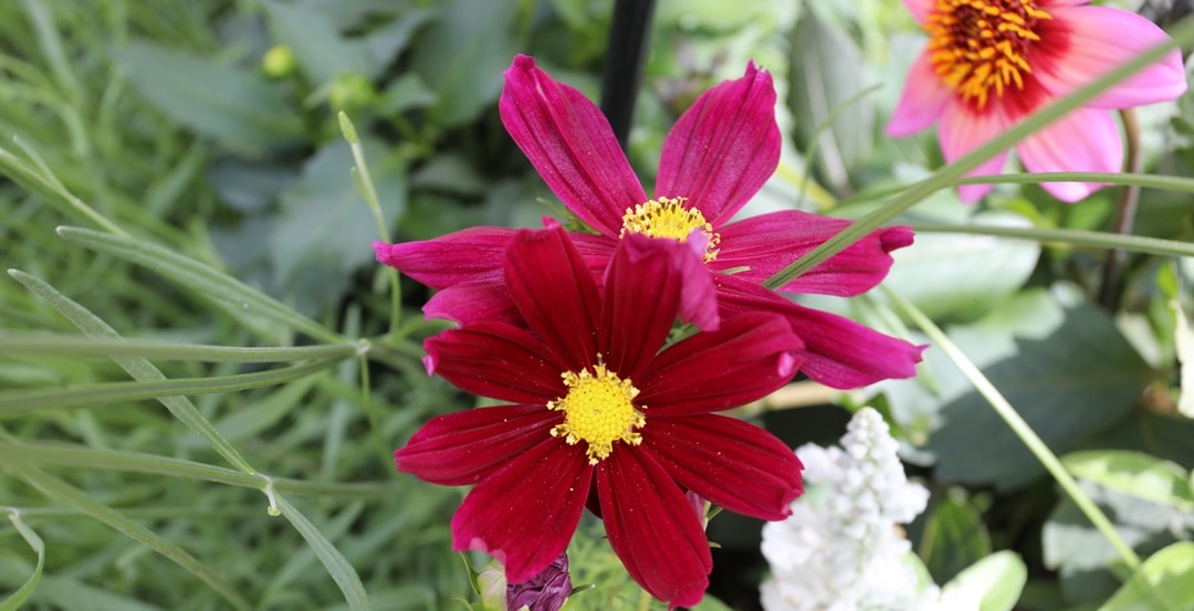 Schnittblumen aus dem eigenen Garten
